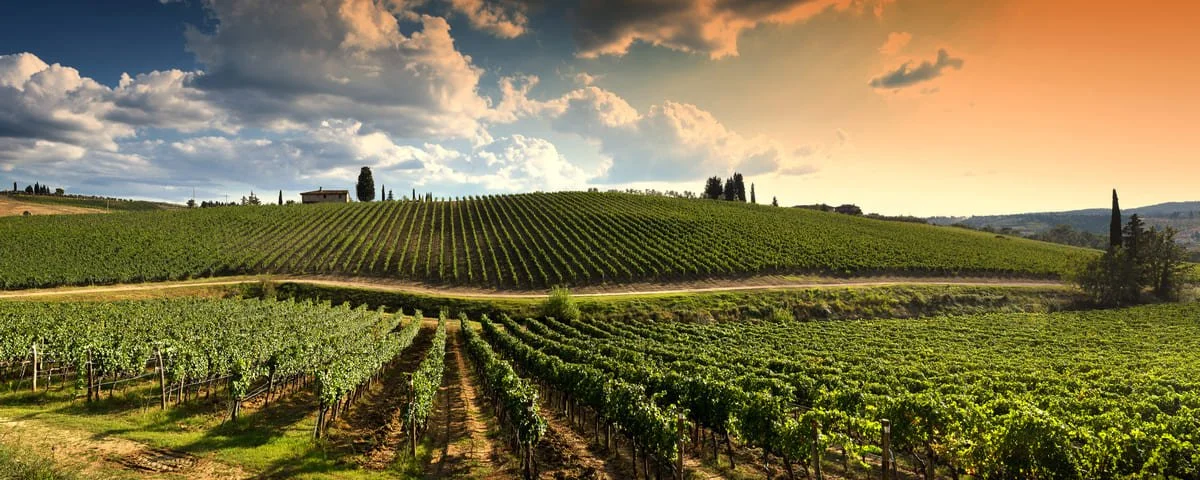Rolling vineyard hills with cypress trees at sunset